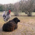 La Petite Ferme des 3.6.9