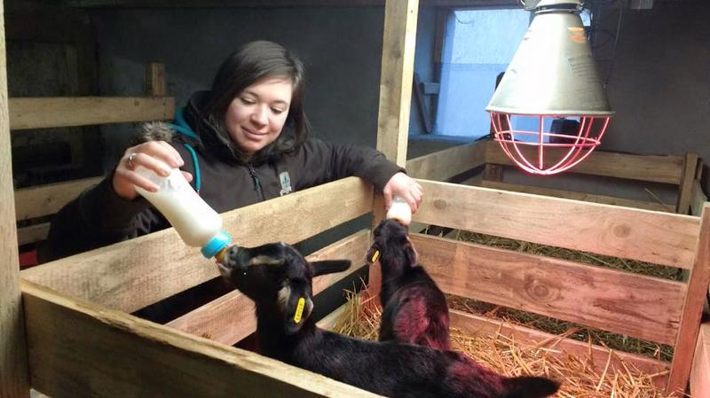 Visite et traite des chèvres à la ferme du Londenbach