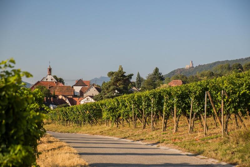 Les mystères du vignoble : Dieffenthal