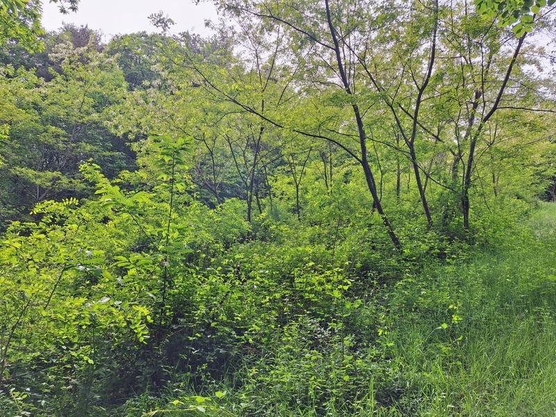 Terrain constructible - 1 277 m²