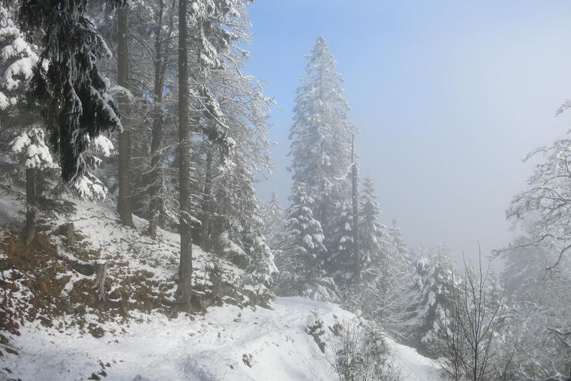 Club Vosgien : Randonnée raquettes au versant du soleil