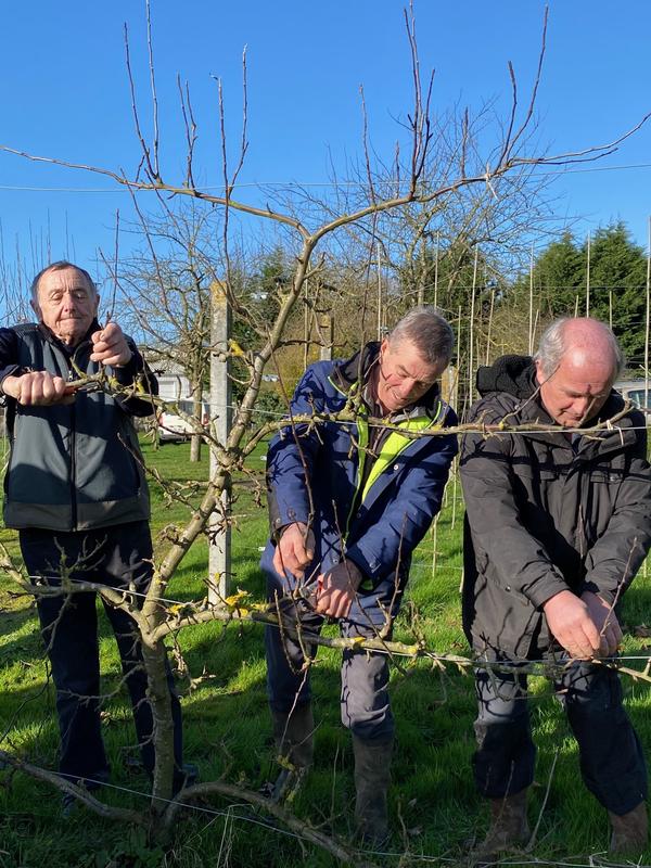 Taille de fruitiers et arbustes à fleurs au Château de Colombières