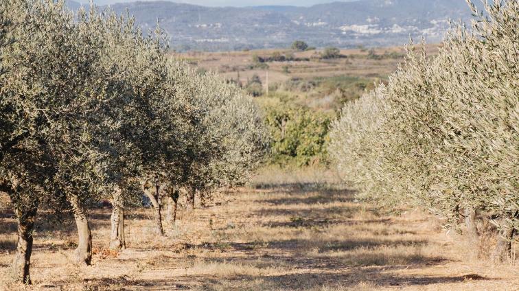 De Pierres et d'Olivier : Visite de Gignac et Halte Gourmande