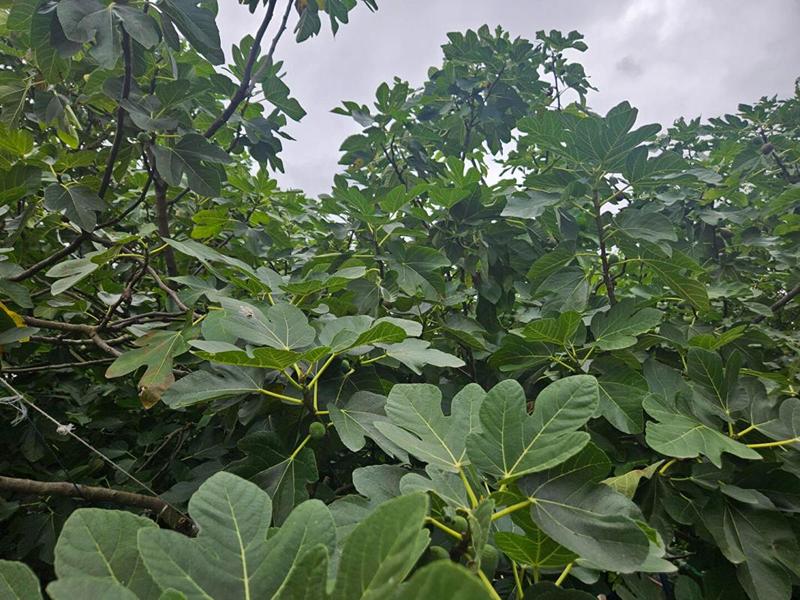 Maison - 88 m² - 6 pièces