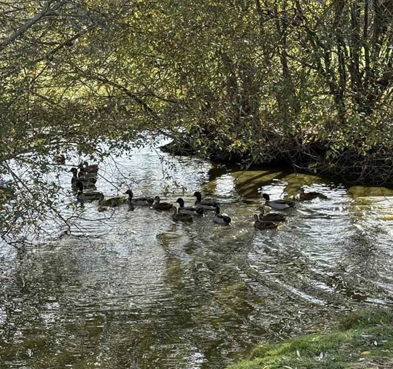 Maison - 250 m² - 12 pièces