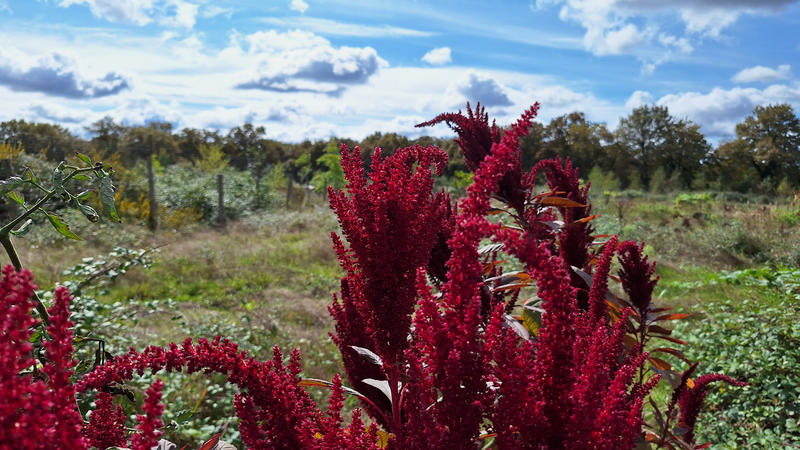 Abriter la biodiversité dans son jardin