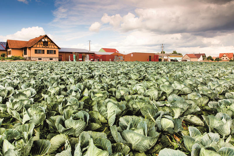 Découvrez la Maison de la choucroute - le Pic
