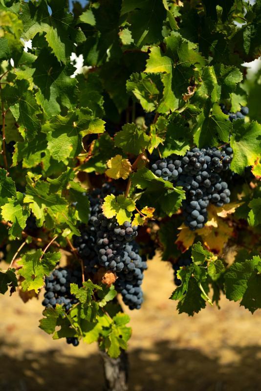 Terrain agricole - 360 000 m²