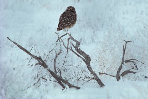 Clinique Vétérinaire Wilson