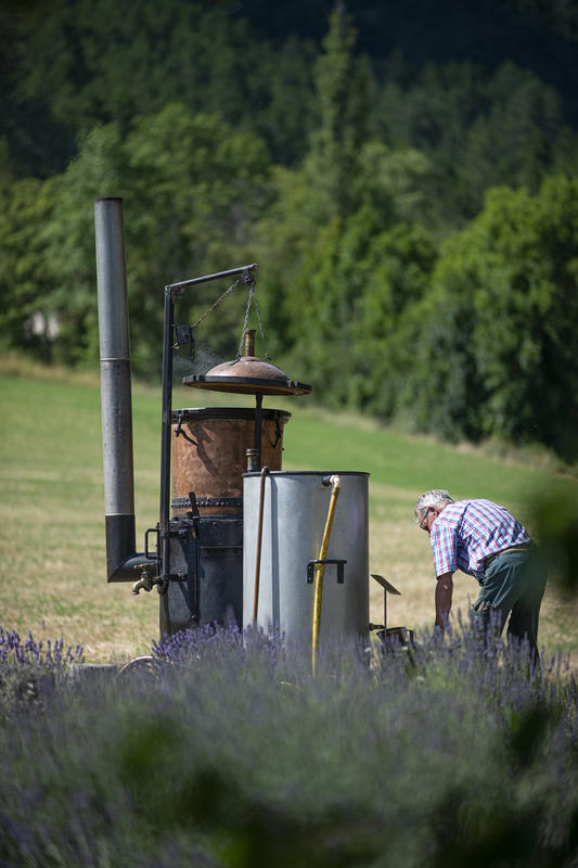 Atelier de distillation à l'ancienne de la lavande au pied du Vercors