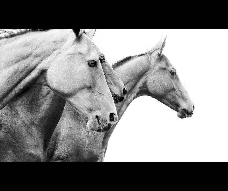 Mas - 197 m² - 6 pièces