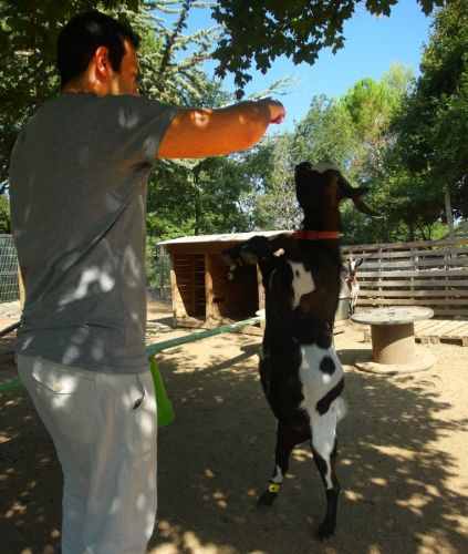 La Petite Ferme des 3.6.9