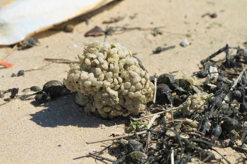 Réserve Naturelle Nationale du Platier d'Oye - les secrets de la plage...