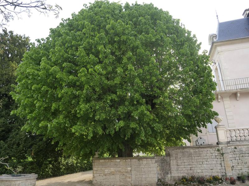 Château - 685 m² - 17 pièces