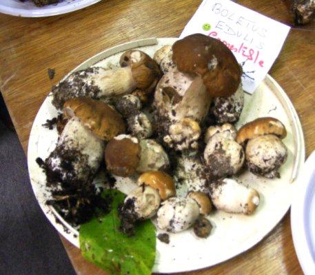 Journée Champignons