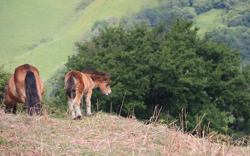 Randonnée accompagnée : le pottok, cheval basque