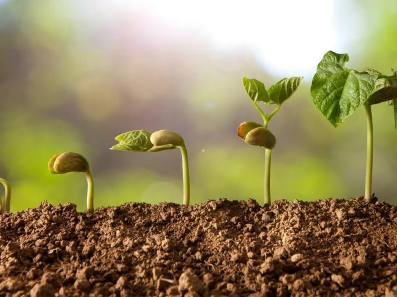 Atelier parents-enfants "Les petits semeurs à plumes"
