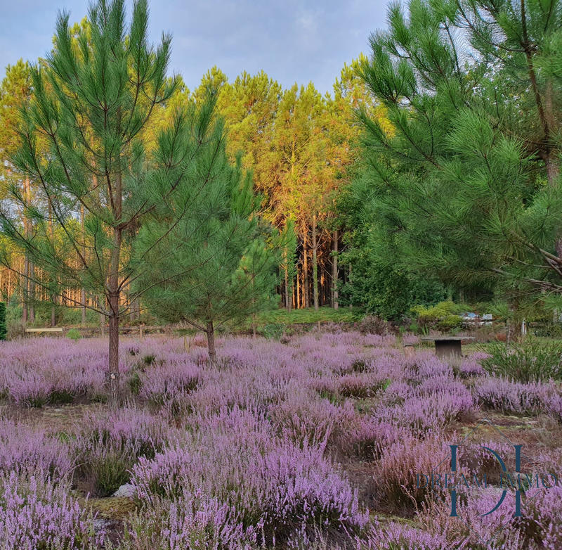 Maison ancienne - 188 m² - 6 pièces