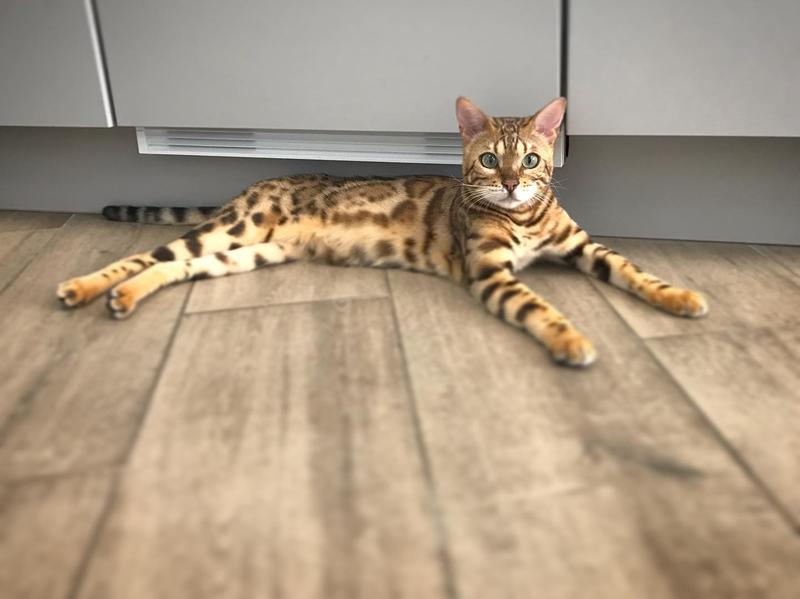 Ouest My Vet Clinique vétérinaire