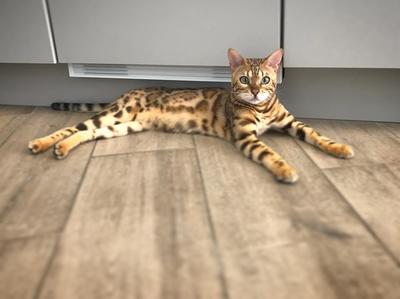 Ouest My Vet Clinique vétérinaire