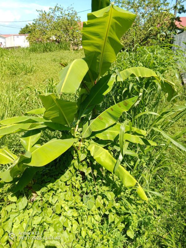 Terrain constructible - 556 m²