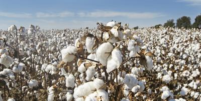 Déshabillez-moi : du champ de coton aux textiles