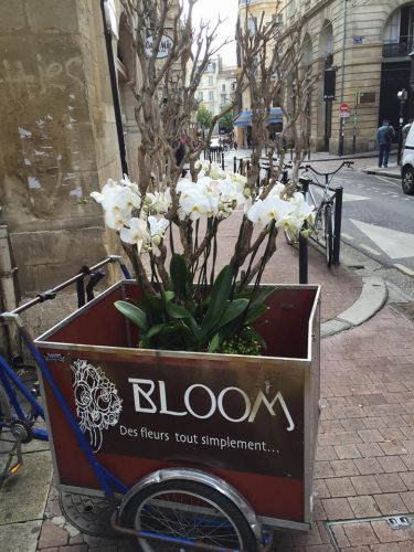 Bloom