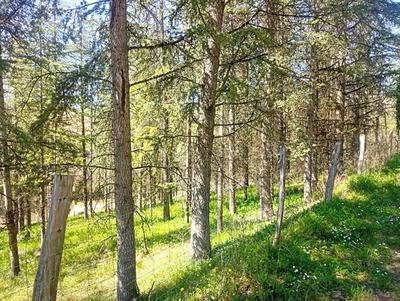 Terrain constructible - 4 000 m²