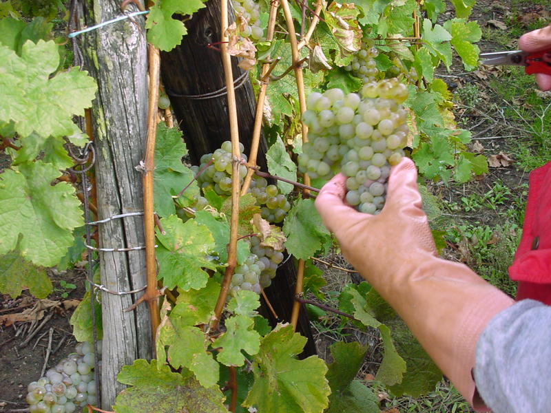 Vigneron d'un jour - Domaine Specht