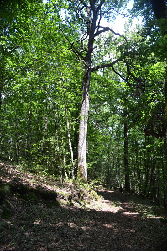 Balde découverte : les arbres et ses mystères
