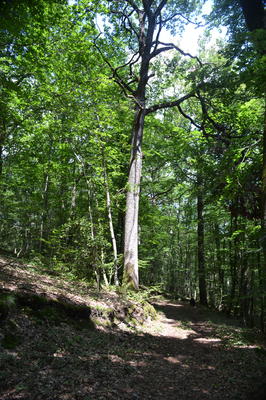 Balde découverte : les arbres et ses mystères
