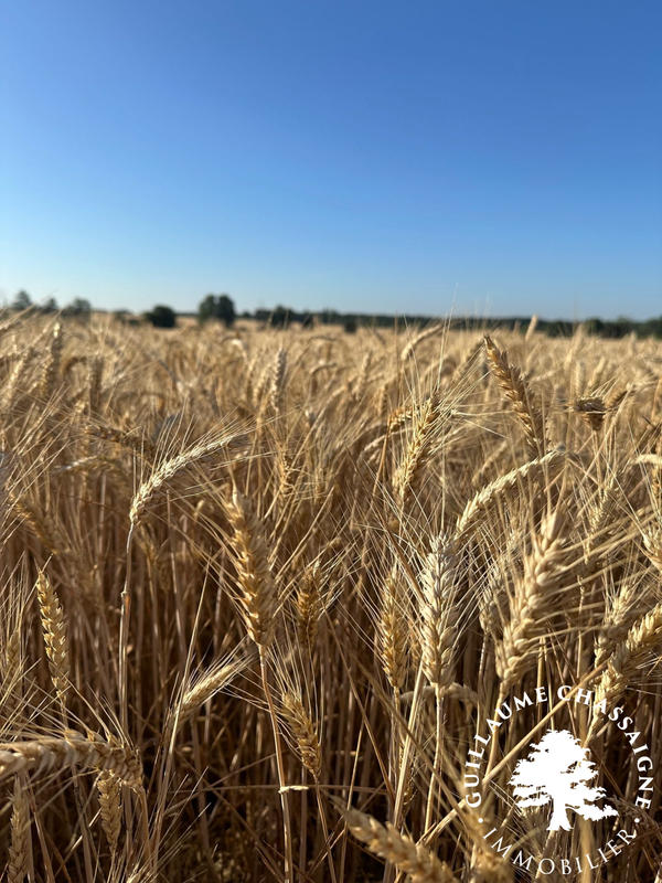 Terrain - 150 000 m²