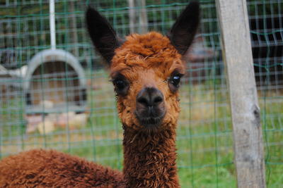 Les alpagas des croisettes