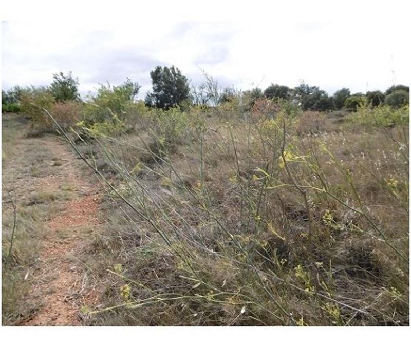 Terrain - 12 265 m²