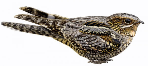 Tourbière des Dauges : le tête chèvre n’aime pas le lait