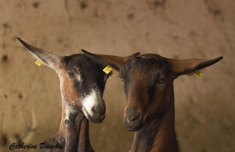 Fête de la Chèvre
