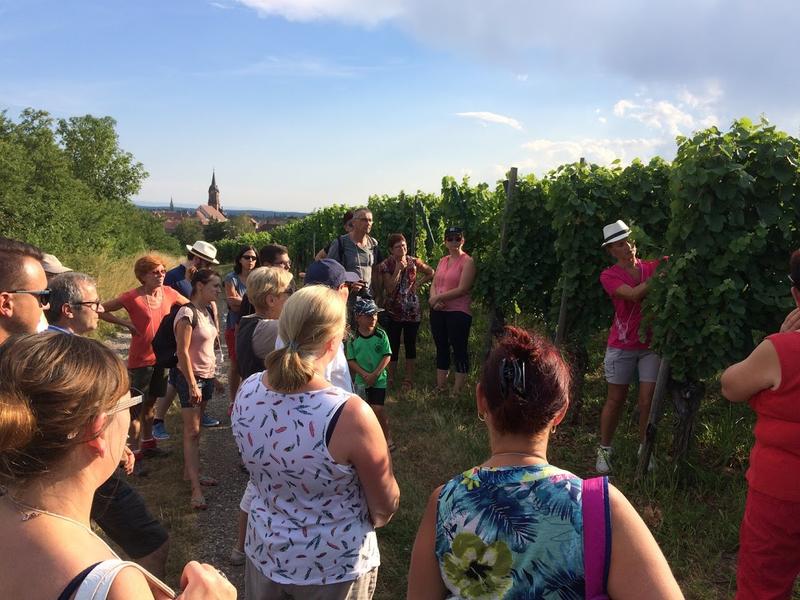 Verres à pied : découverte du vignoble