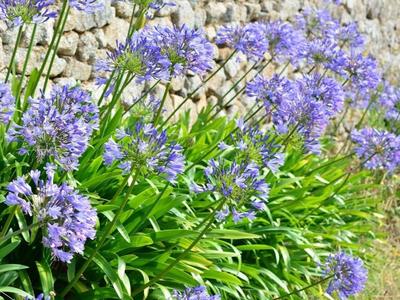 Maison en pierre - 200 m² - 5 pièces