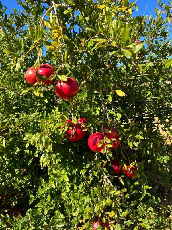 Demeure - 224 m² - 7 pièces