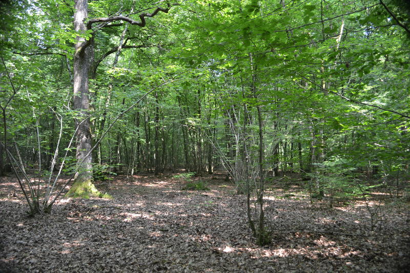 18ème trail du Pays d'Argonne