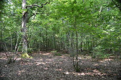 18ème trail du Pays d'Argonne