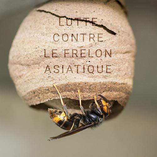 Conférence - le frelon asiatique