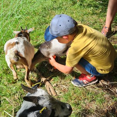 Visite guidée de la ferme