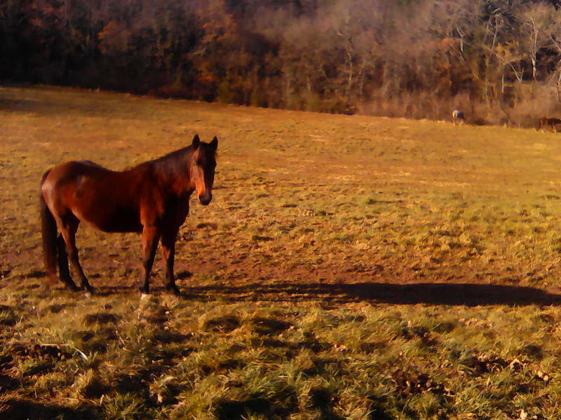 Tournon autour du Cheval