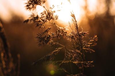 Exposition : perception végétale