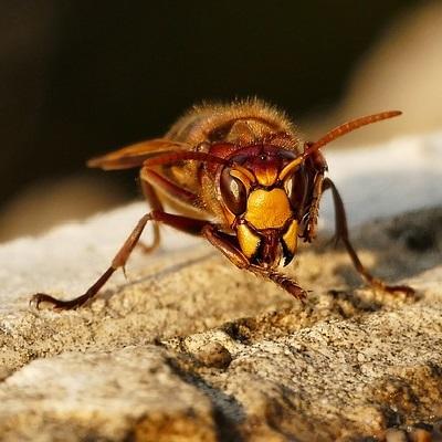 Serip – Désinsectisation Dératisation Dépigeonnisation et Tous Nuisibles Nice