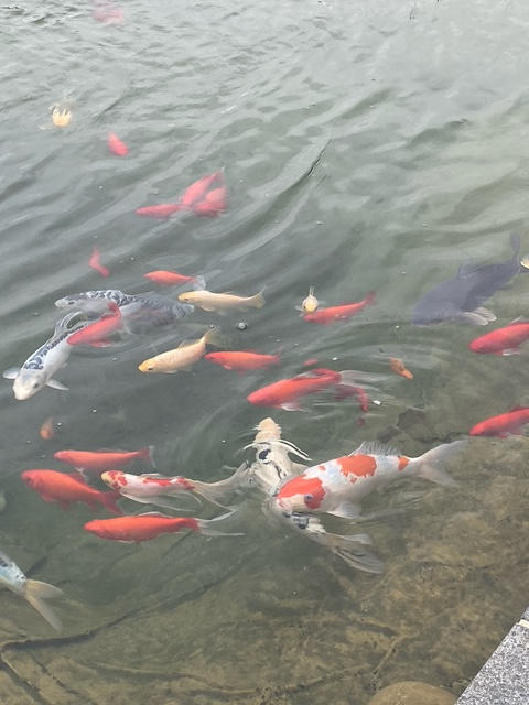 Maison - 232 m² - 6 pièces