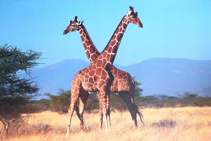 Exposition - Photographie animalière