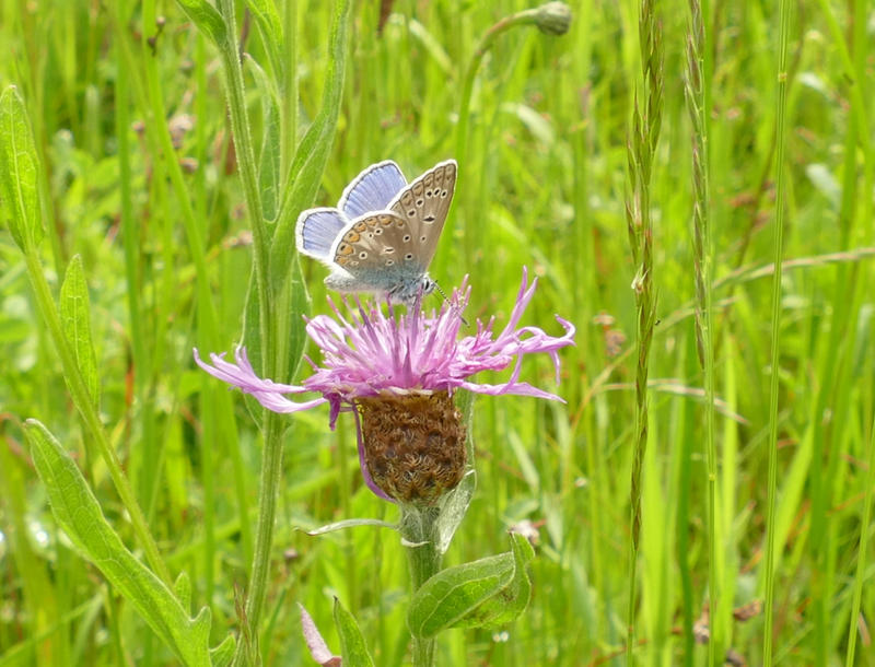 Découverte des plantes sauvages