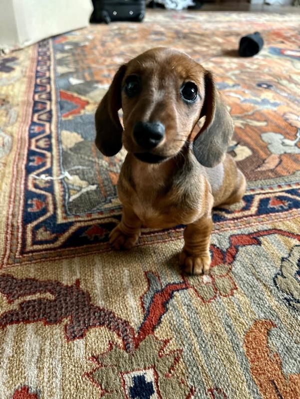 Bêtes de Cirque - Festival du Teckel au Manoir de Fumechon